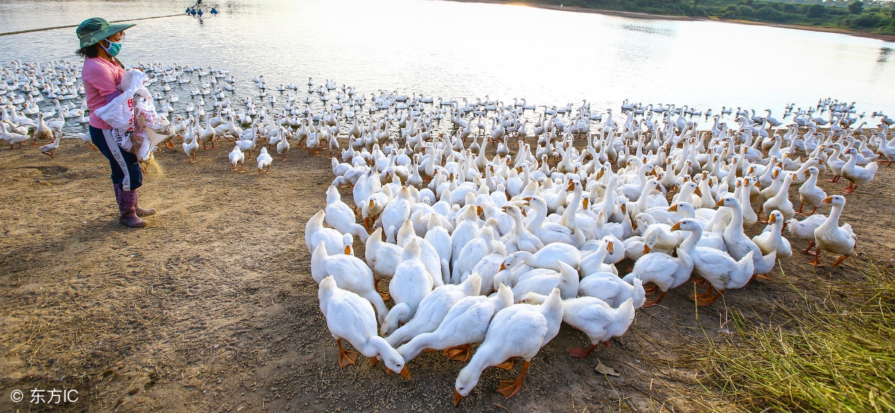 养殖肉鹅的利润前景,肉鹅养殖前景怎样