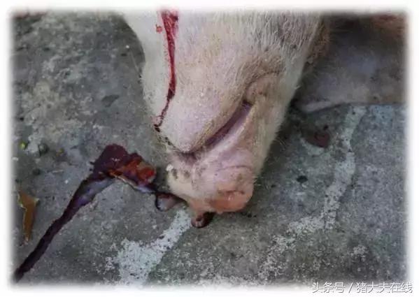 猪喘不过气不发烧怎么办,猪发烧咳嗽喘用什么药能止住