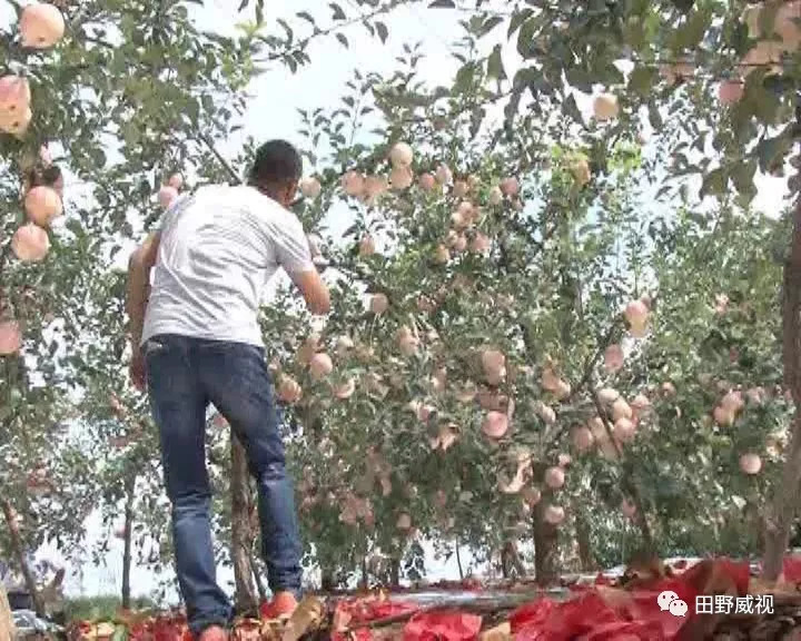 红将军苹果膨果,红将军苹果红富士