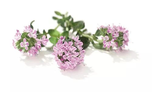 「百草园」第一次世界大战中的功臣消毒剂——百里香（七十五）