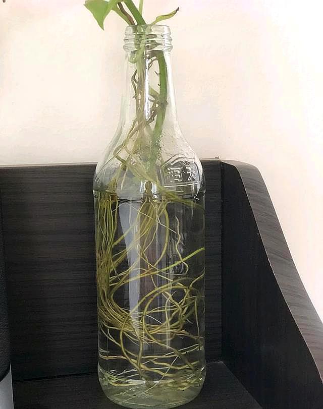 水养让绿萝疯长的方法,用水养绿萝怎么才能长得更旺盛