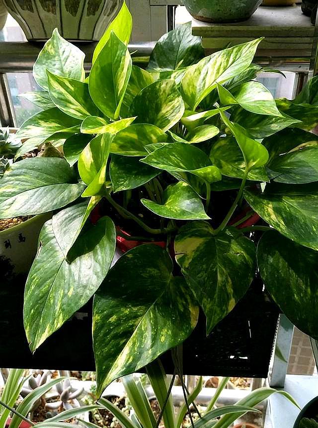 水养让绿萝疯长的方法,用水养绿萝怎么才能长得更旺盛