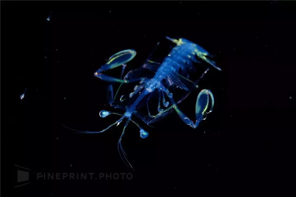 岛国摄影师拍摄深海神秘生物，获国家地理大奖