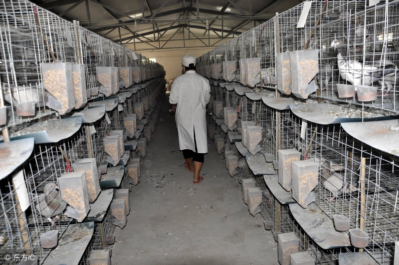 鸽子的养殖利润和销路分析,养殖鸽子的市场前景如何