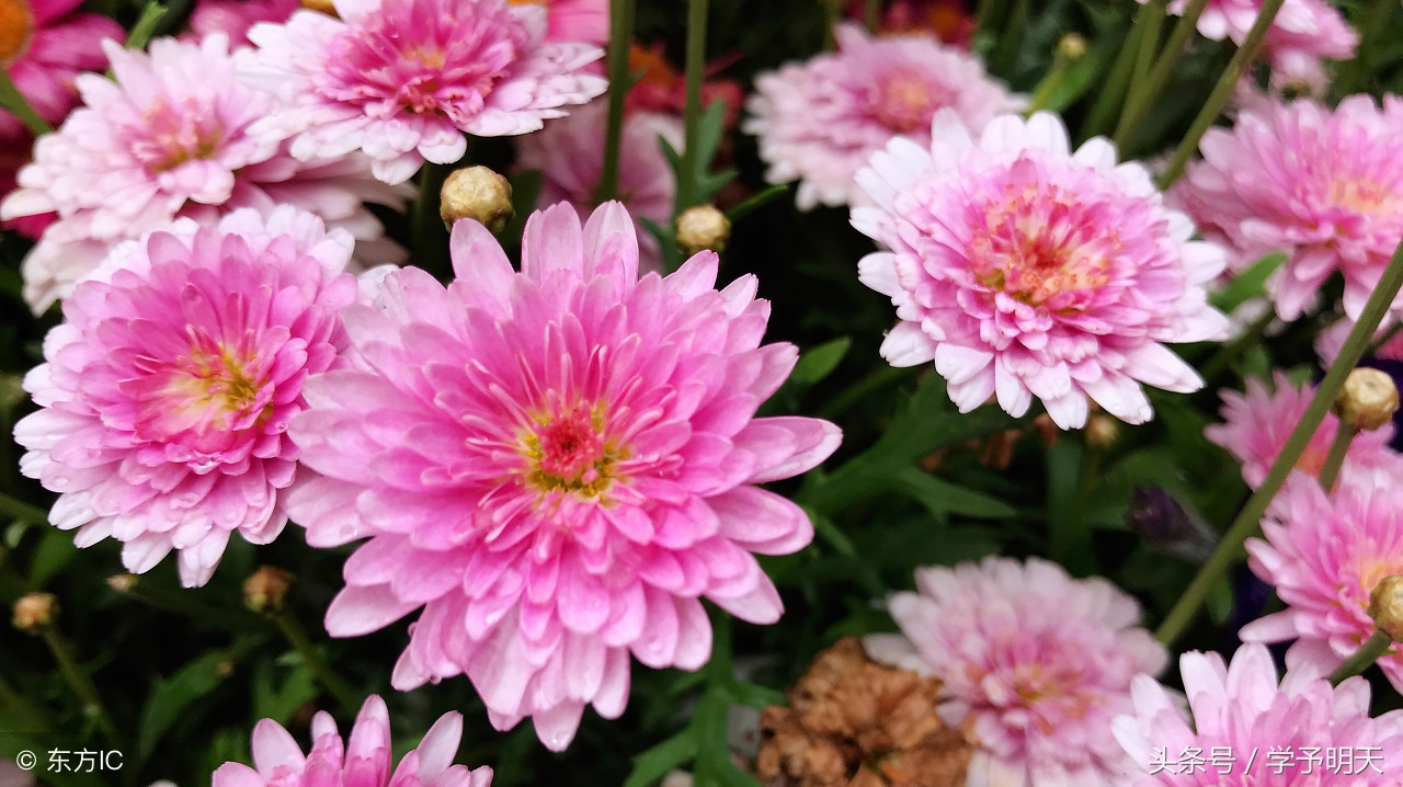 大语文趣味历史,大语文学习