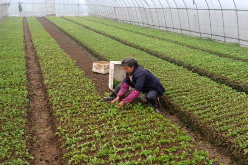 蔬菜幼苗枯萎了怎么救活,蔬菜苗移植蔫了怎么恢复
