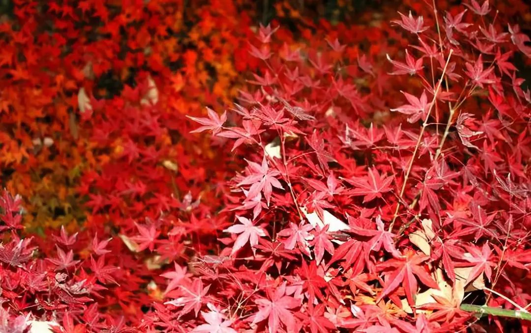 敦化寒葱岭红叶谷风景,吉林红叶最新视频