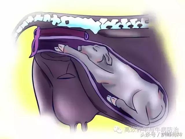 判断母牛生产成功的最佳方法,养牛最佳观察方法