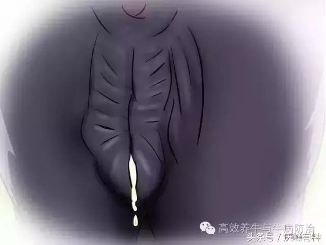 判断母牛生产成功的最佳方法,养牛最佳观察方法