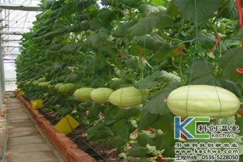 无土栽培蔬菜对人有害吗,家庭无土栽培蔬菜