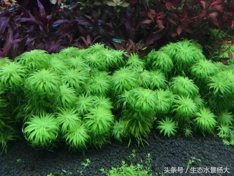 扁平形珍珠是怎么形成的,米型珍珠怎么形成的