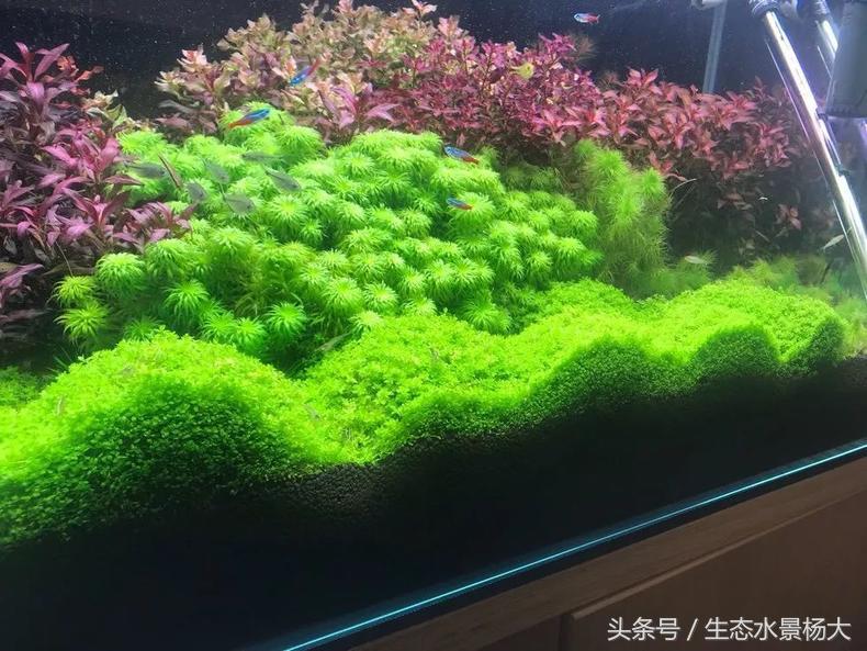 扁平形珍珠是怎么形成的,米型珍珠怎么形成的