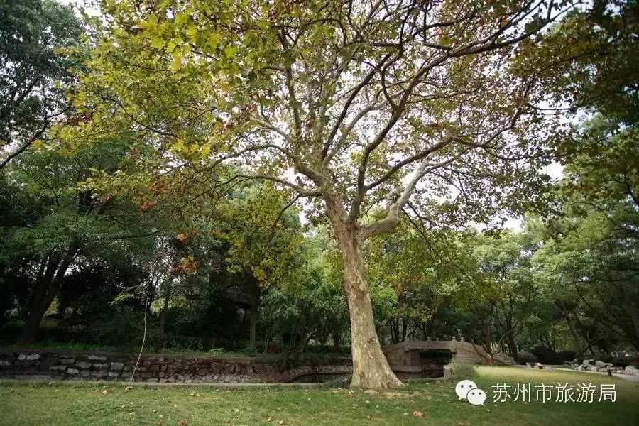 东山橘子采摘节怎么样,苏州东山橘子采摘攻略