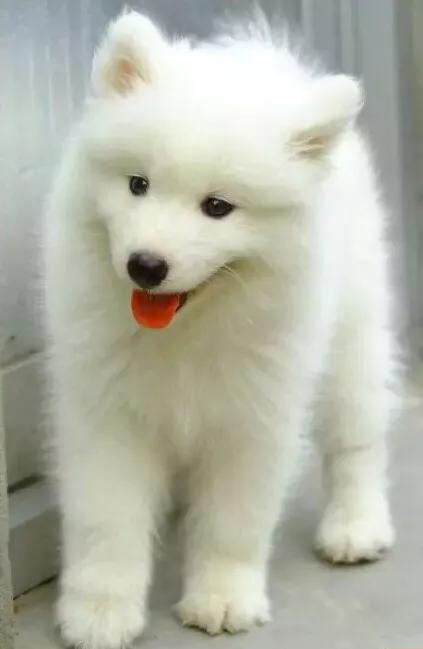 萌宠百科之鬃狮蜥,家有萌宠萨摩耶全集