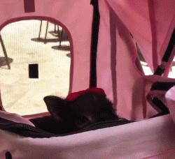 什么宠物猪可爱最好养呢,宠物猪的饲养方法