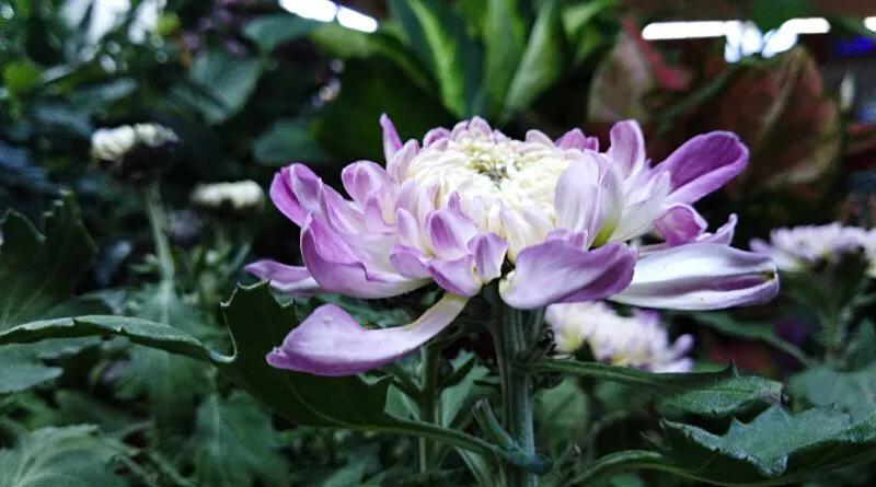 手拍世界作品集402期,手拍世界完整版视频