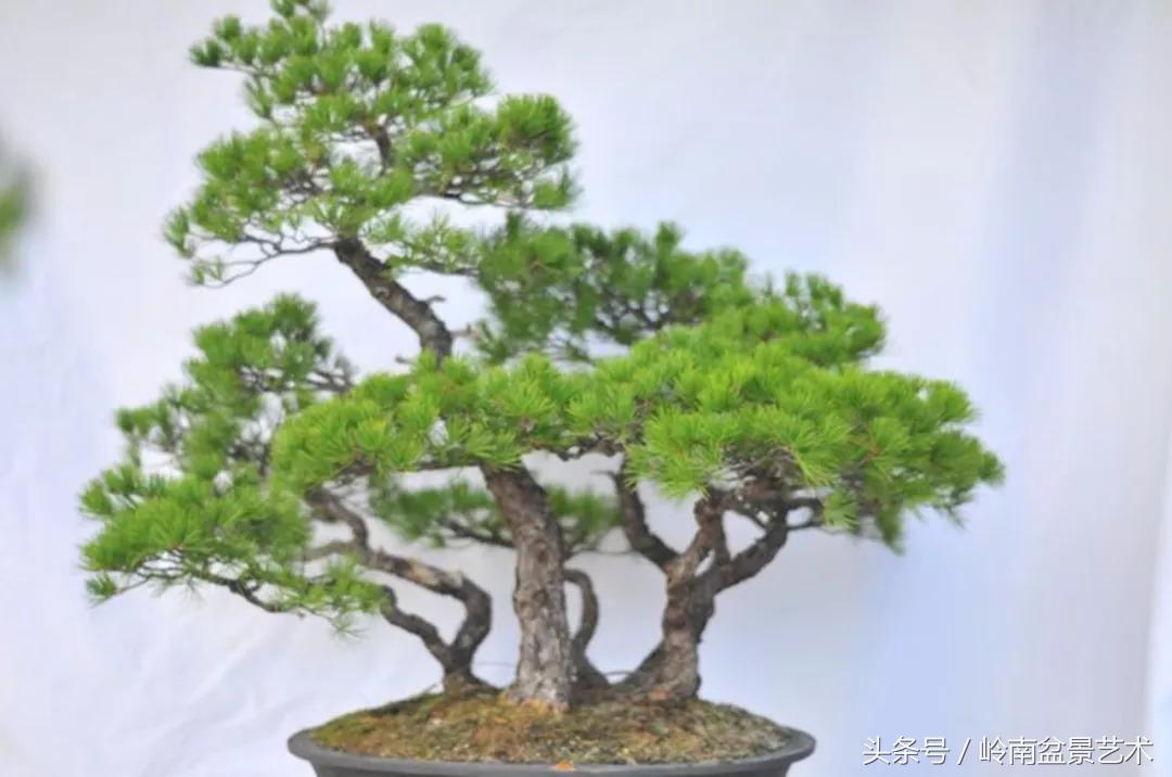 神来之笔绘画作品欣赏,神来之笔书法作品大全