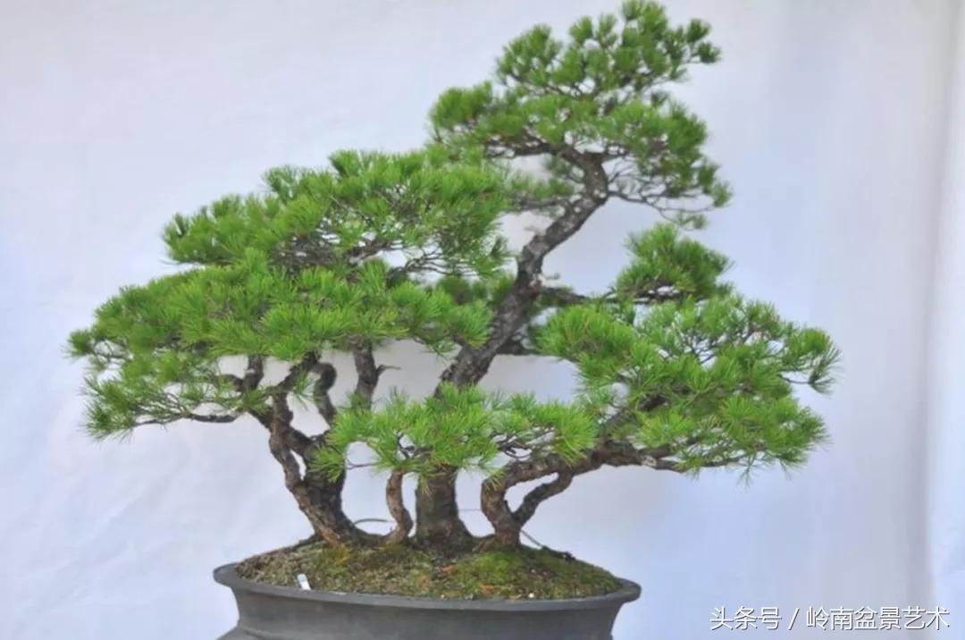 神来之笔绘画作品欣赏,神来之笔书法作品大全