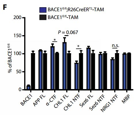 《科学》子刊：阿尔茨海默药物研发阴云再起！科学家发现BACE1*制剂抑**可能存在严重认知损失副作用｜科学大发现