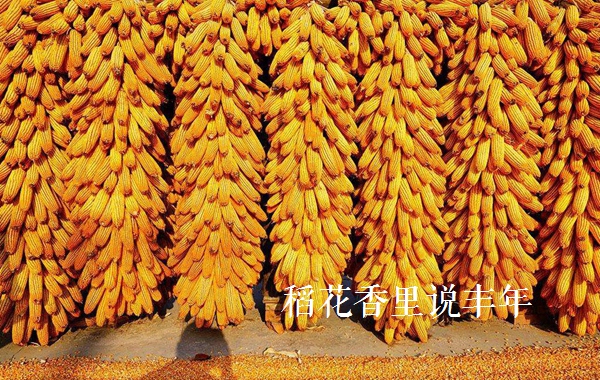 描写稻穗丰收的诗句,赞美秋天的诗句稻花香里说丰年