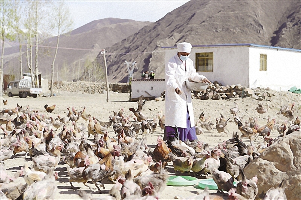 畜牧养殖必须了解的基础知识,搞养殖都有哪些坑