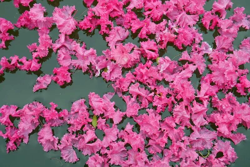 最好看的紫薇花美景,初秋靓丽的紫薇花