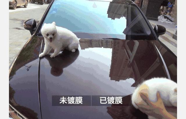 鸟为什么总是往一个人身上拉屎,小鸟拉屎在车上有什么说法