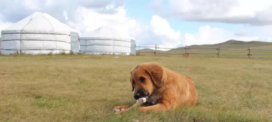 全新一代瑞虎8秘境雨林深度体验 (开19款1.6t豪华版瑞虎8自驾游)