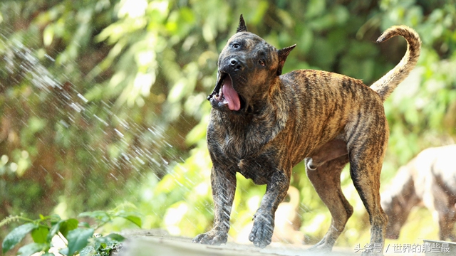 适合新手饲养的十大猛犬,适合新手养的四种猛犬