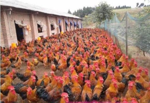 鸡内脏型痛风症状,鸡痛风有什么症状和表现