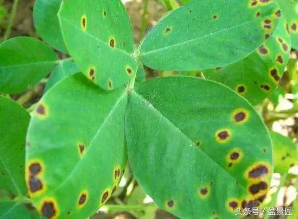 花草枯叶病如何防治图片,花卉病害大全及防治药剂