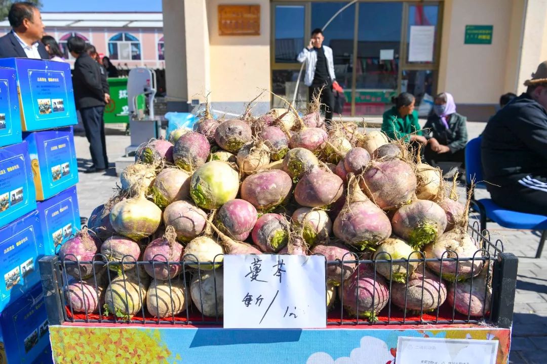 现场太火爆！看东胜区折家梁村如何庆丰收！