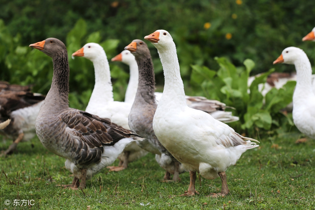 养鹅1000只一年利润和成本,养1000只鹅一年的利润是多少