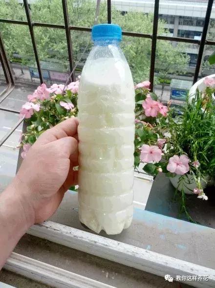 绿萝浇了牛奶叶子发黄,绿萝浇淘米水后叶子大面积发黄