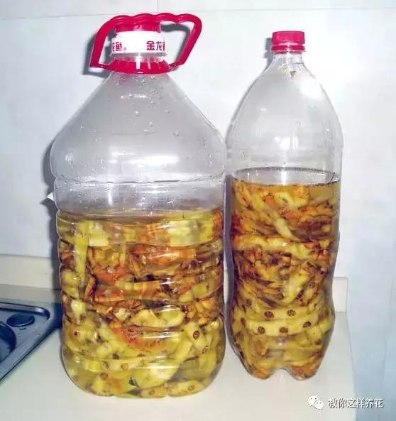 绿萝浇了牛奶叶子发黄,绿萝浇淘米水后叶子大面积发黄