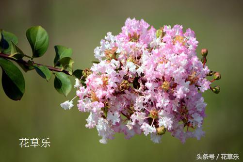 紫薇盆景能在五月修剪吗,日本姬紫薇盆景的修剪时间