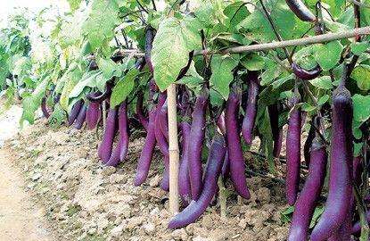 茄子种植根茎细怎么办,茄子种植前如何处理