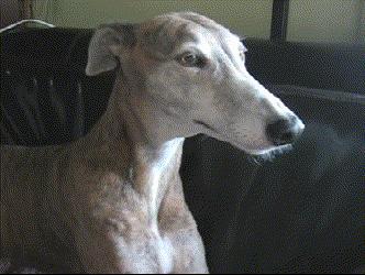 咳嗽引起的心脏病吃什么药,咳嗽心脏病的早期症状