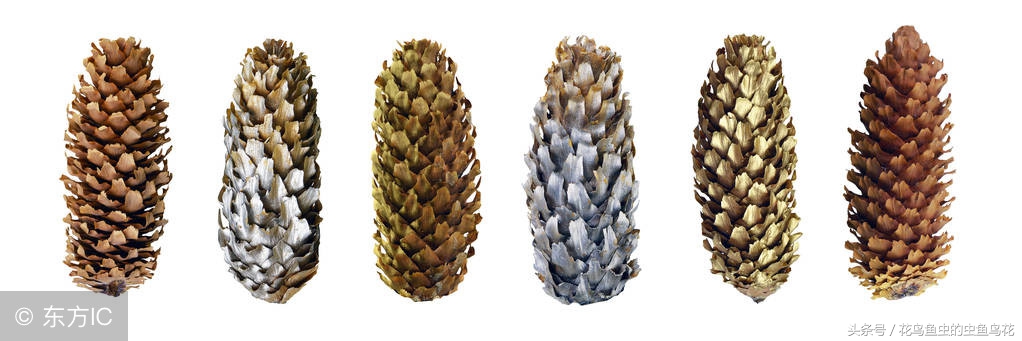 盆栽泡根的正确方法,盆栽如何做到不闷根