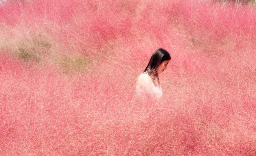 江川区网红粉黛乱子草,网红粉黛乱子草如梦似幻的美景