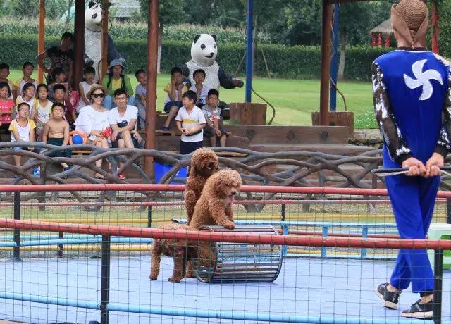 跟着萌宠过国庆，准备好迎接惊喜了吗？