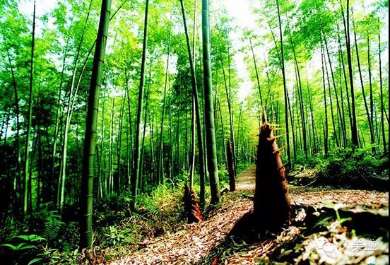 南川方竹笋哪里正宗,笋中之王南川方竹笋