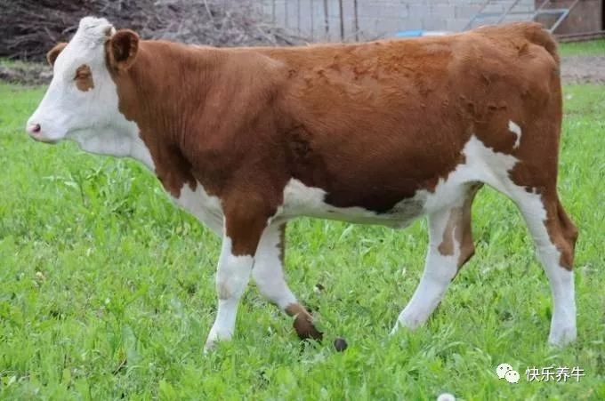 肉牛反复胀气怎么办,肉牛反复胀气怎么治疗