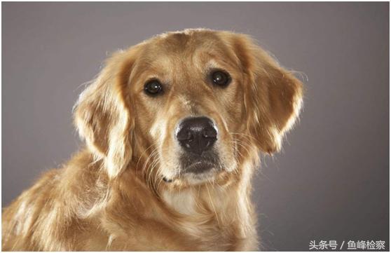 金毛被主人制裁,金毛玩累了躺在地上大喘气