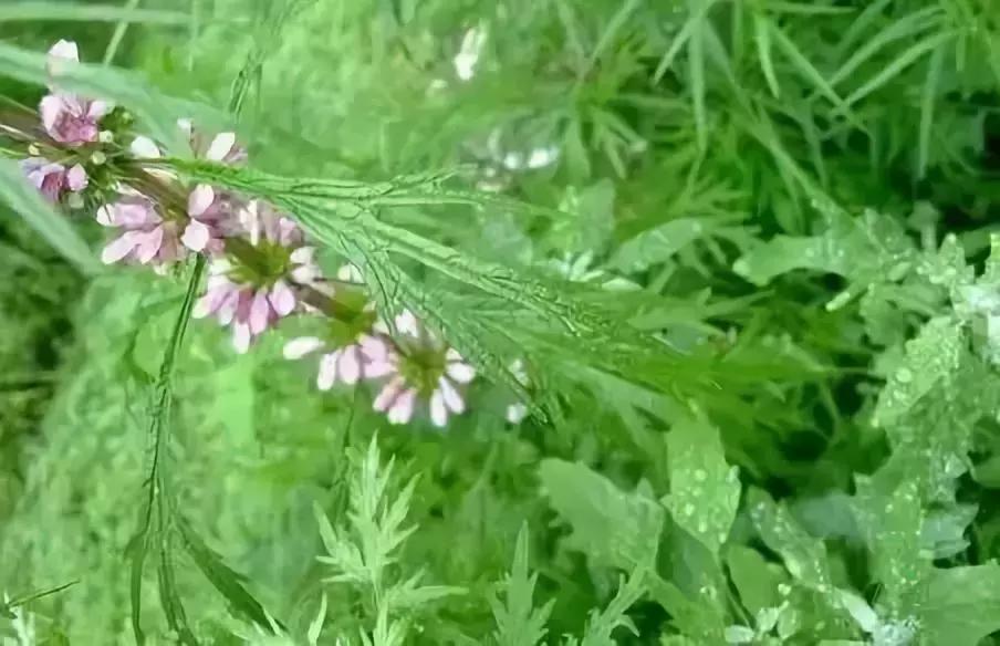 绵阳人讨厌的这个野果子，有人专门来捡赚钱……