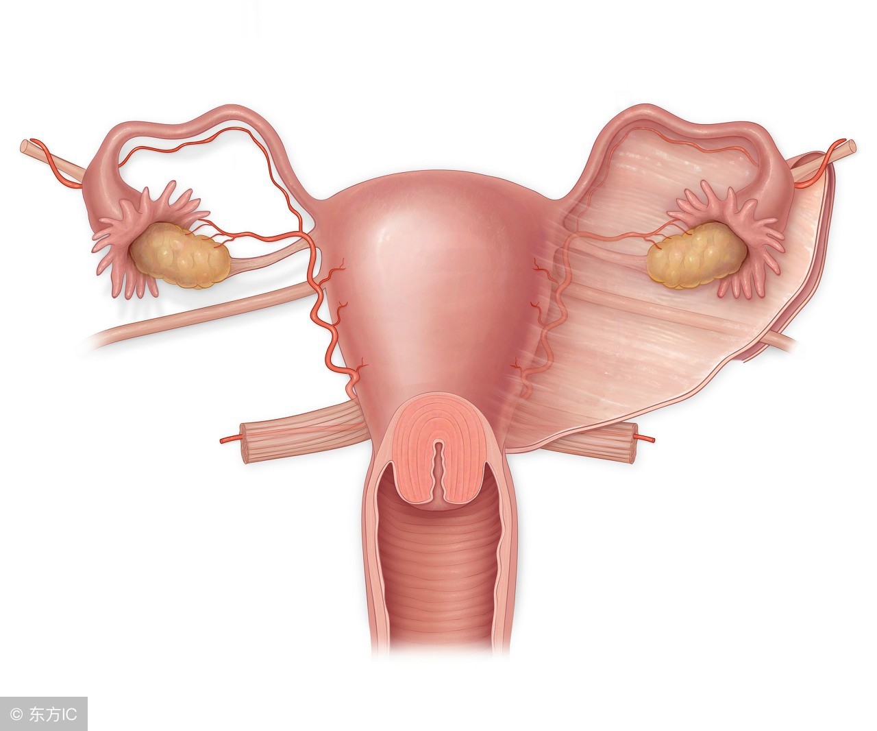 宫颈息肉查出有恶变能治愈吗,宫颈息肉会恶变吗