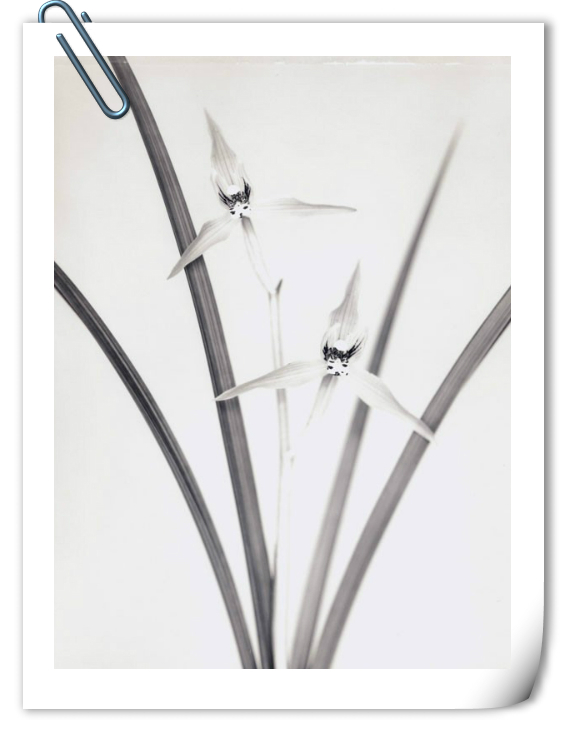 你是我心上的花美文,文字的美文