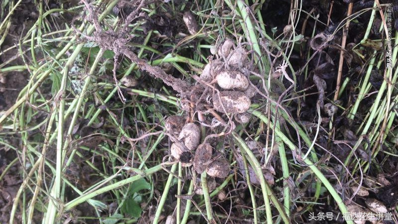 麦茬花生控旺的最佳时间,花生下针期多久能高产