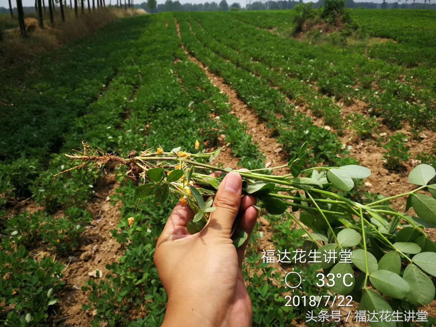 麦茬花生控旺的最佳时间,花生下针期多久能高产