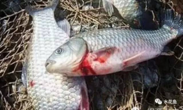 暴发性出血病和肠炎,暴发性败血症